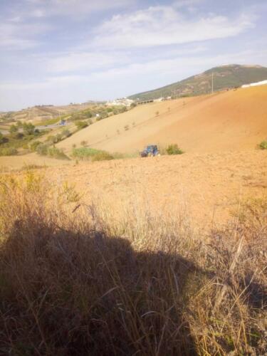 Trabalhos-agricolas-david-pereira-3